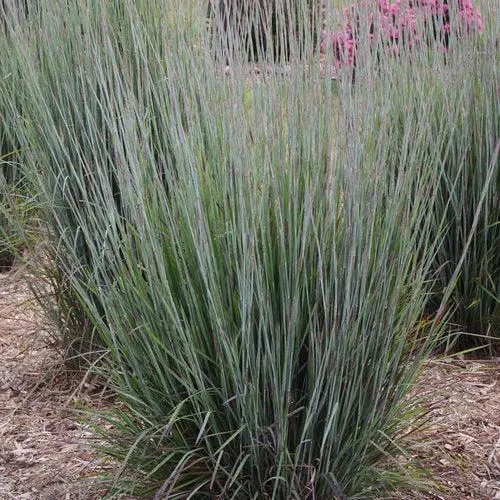 'Blue Paradise' Little Bluestem
