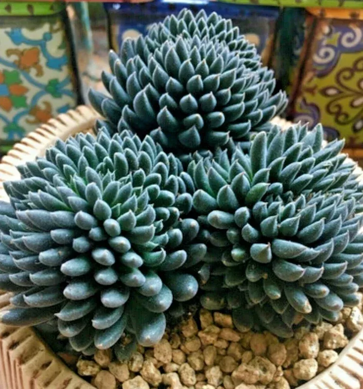 Colorful Echeveria Succulent Seeds Mix – Rare Exotic Hen Chicks Varieties – 50 Seeds