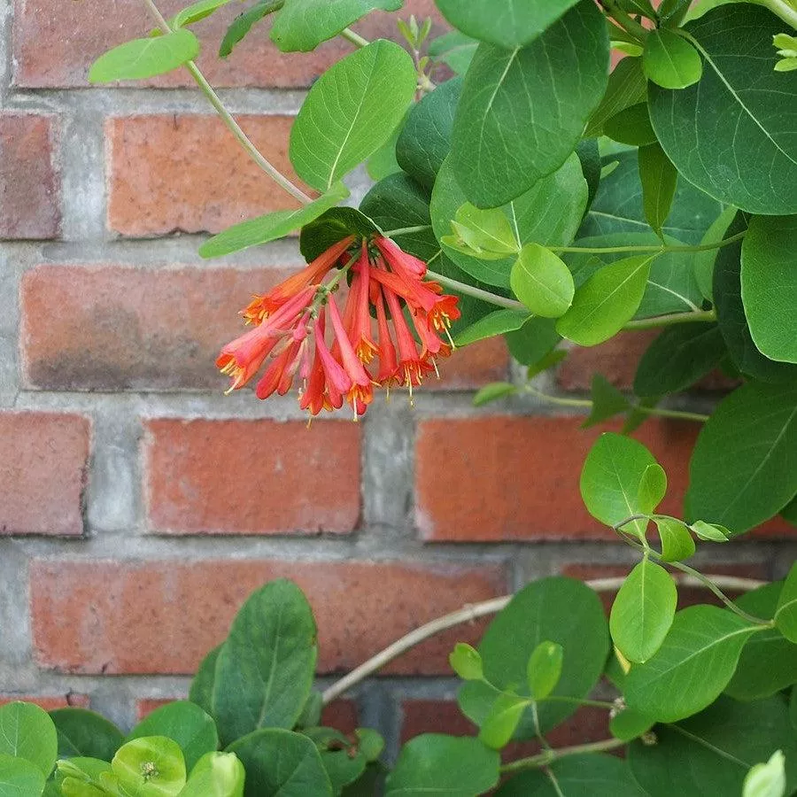 Dropmore Scarlet Honeysuckle