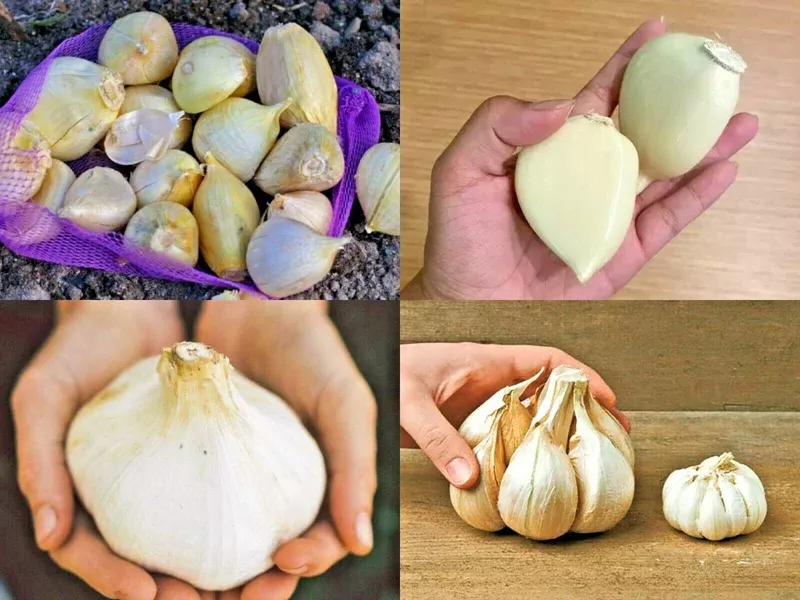 Elephant Garlic Corms – Fresh Harvest & Healthy USA Grown for Planting
