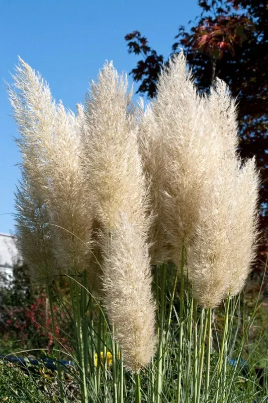 Ivory Pampas Grass Seeds – 25g Tall Plume Grass for Wedding & Home Decor