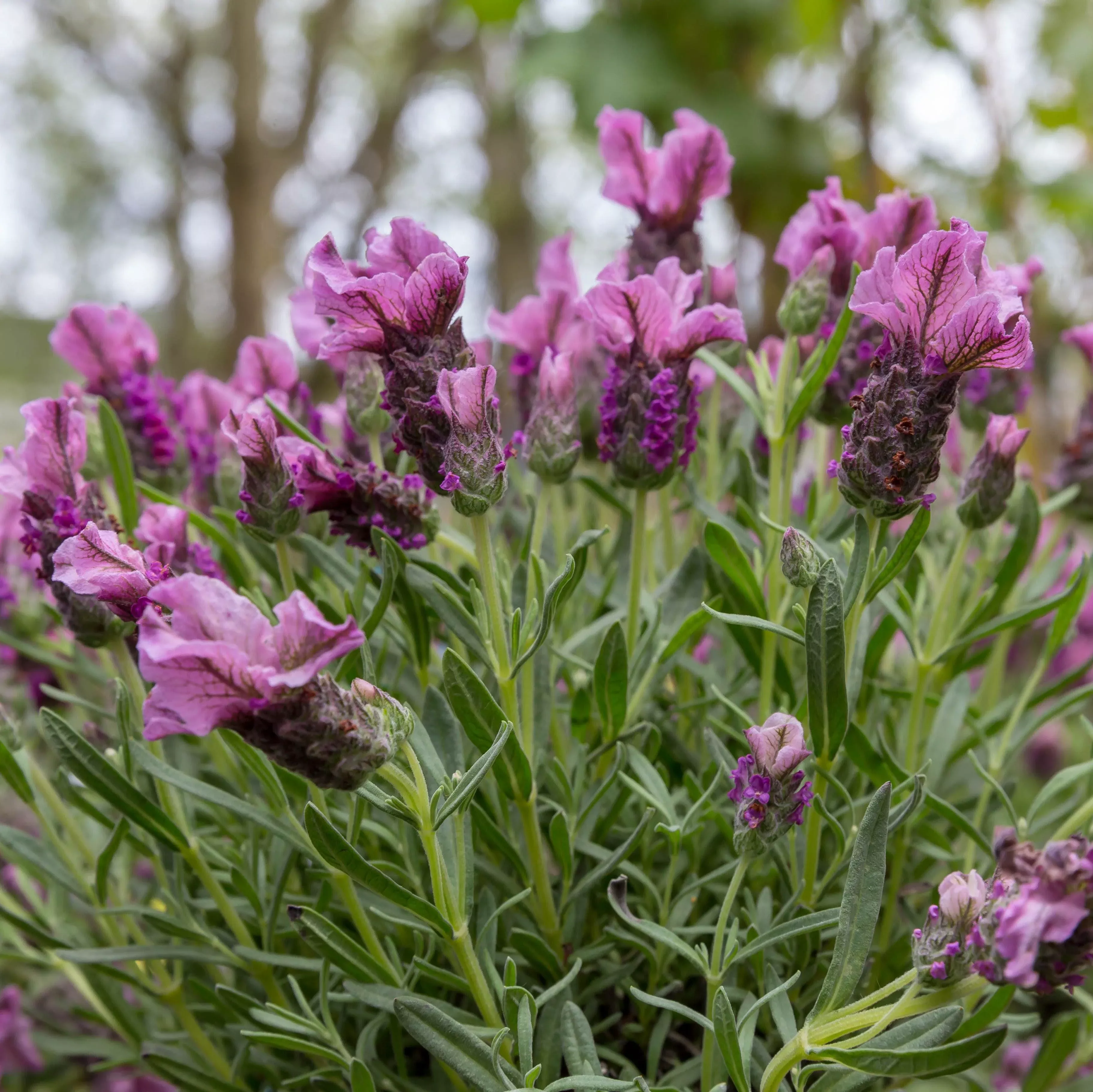 'Javelin Forte' Deep Rose Spanish Lavender