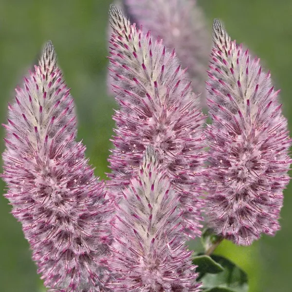'Joey' Lamb's Tail