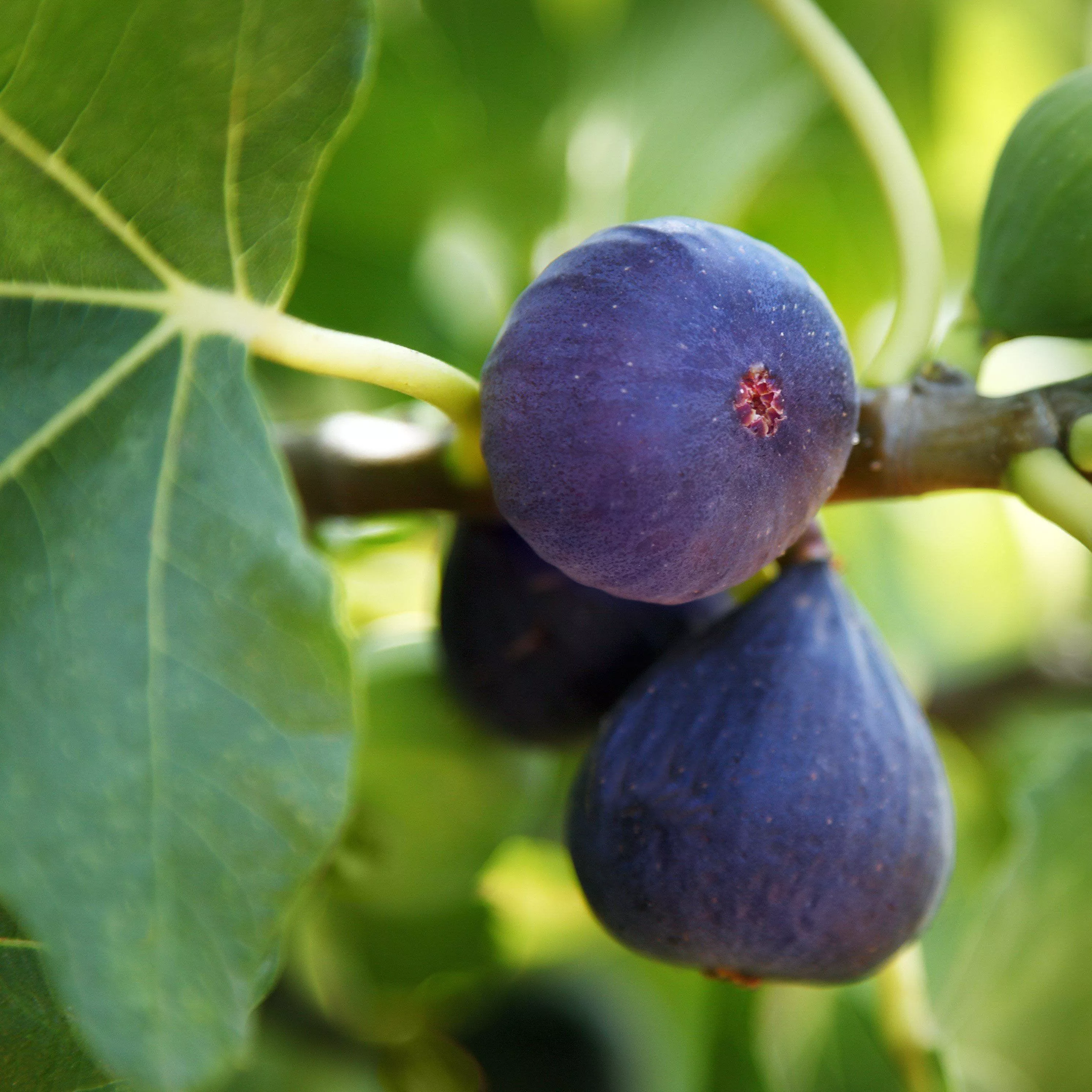 'LSU Purple' Fig