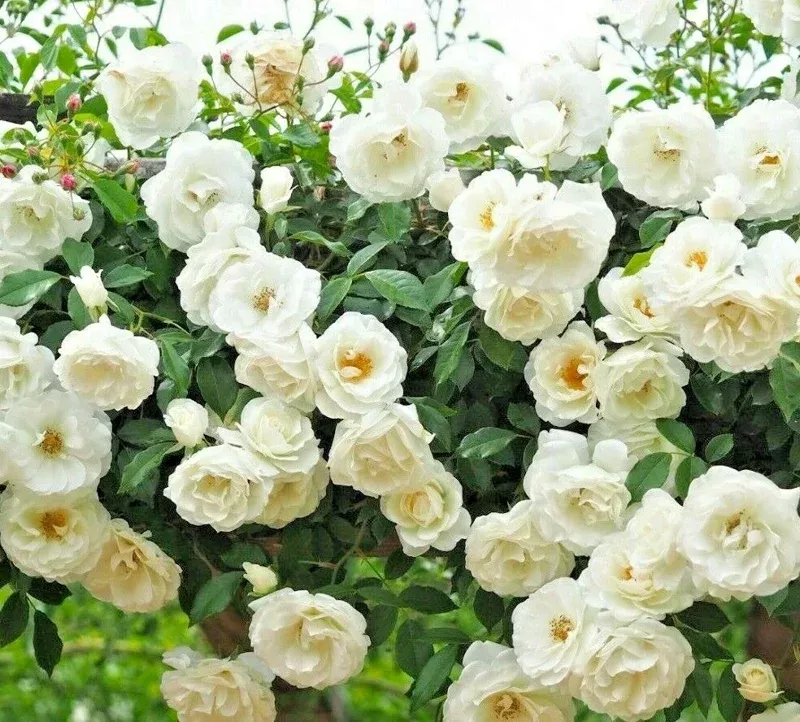 Rose Flower Seeds & Live Cuttings – Plant Your Own Garden Roses
